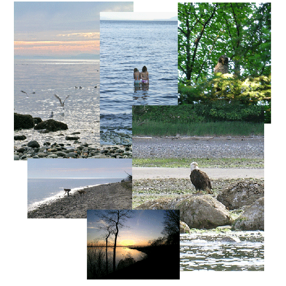 A collage of some of the beautiful parts of Point Roberts, WA.